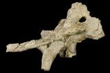 Mosasaur (Platecarpus) Parietal Bone - Kansas #114022-3